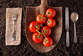 photodune-9347270-tomatoes-xs