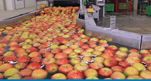 Cloud ERP: Fresh Technology for Food and Beverage Businesses