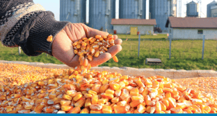 How SAP Food and Beverage Solution Supports Growth