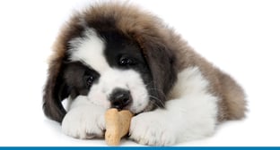 No Bones About It: Pet Product Businesses Must Improve Inventory Management