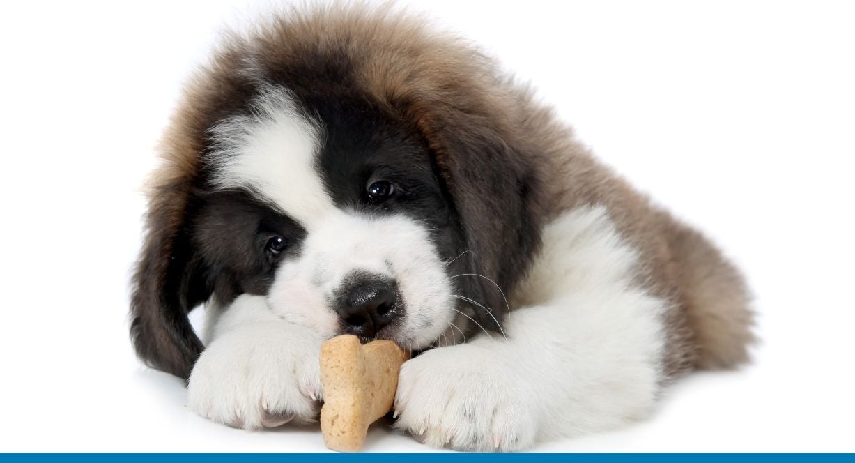 Pet product businesses improve inventory management