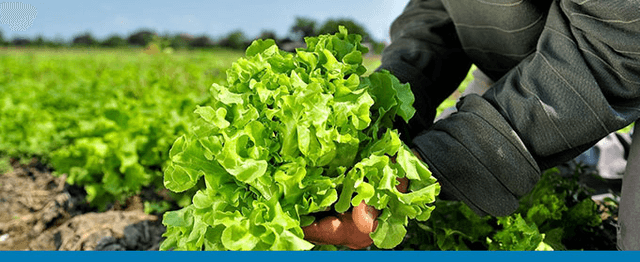 Produce.png